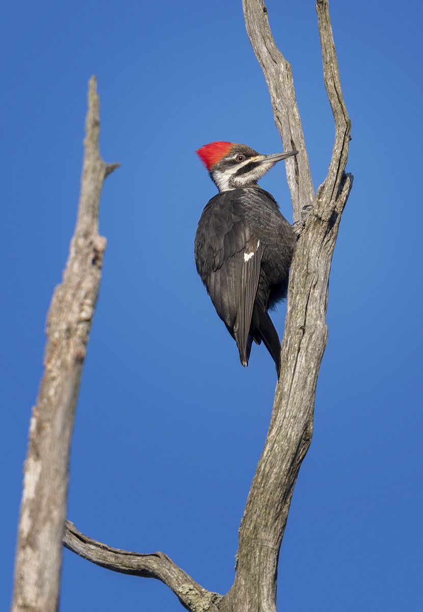 JocAPhotography's tweet image. A female Pileated Woodpecker looking striking against a blue sky.