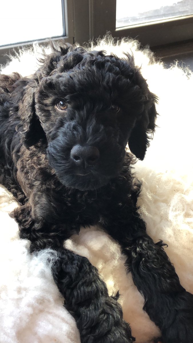 National puppy day! This guy has been keeping me company throughout the pandemic.  Here at 8 weeks, now 65 lbs.  Filled with delightful mischief.  Thank you Hugo!