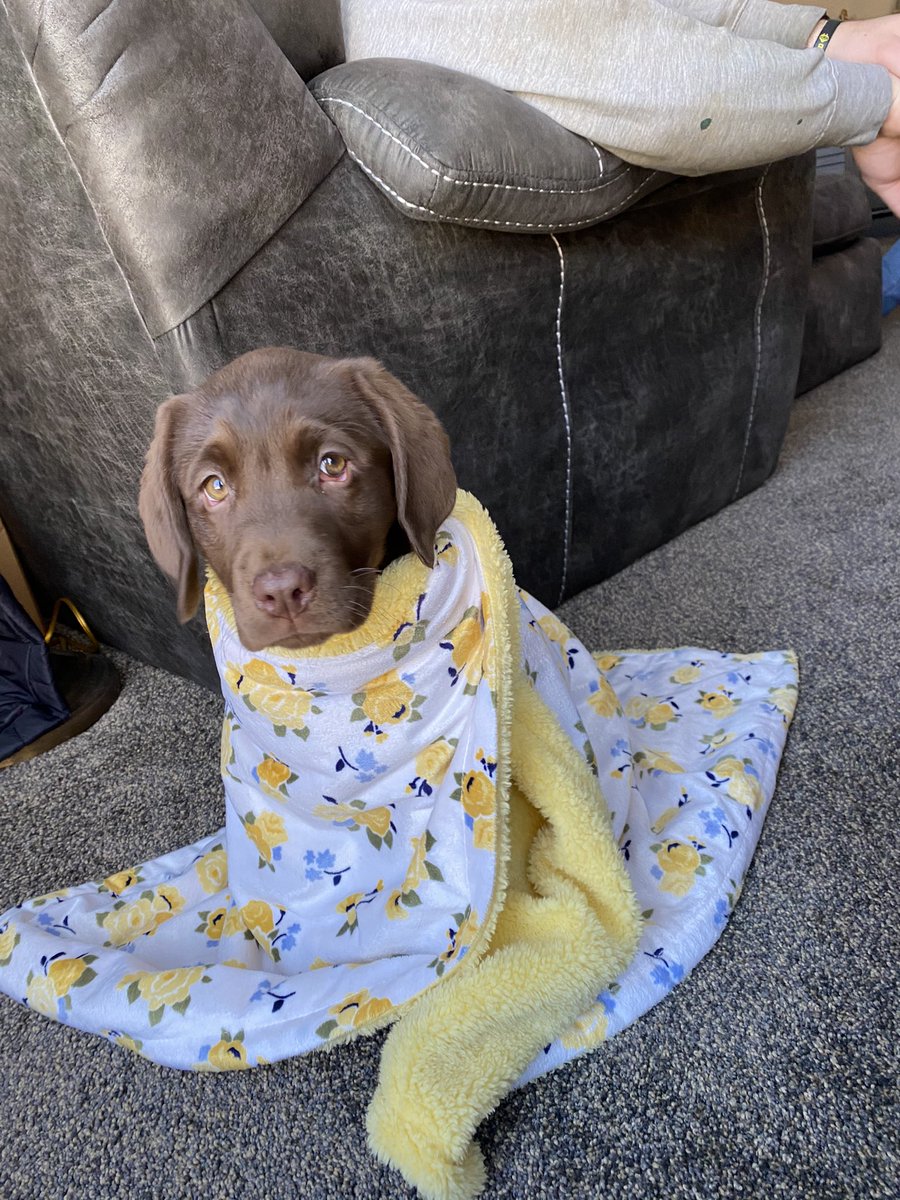 joshplocki's tweet photo. Puppy day https://t.co/MaqQUZIO8z