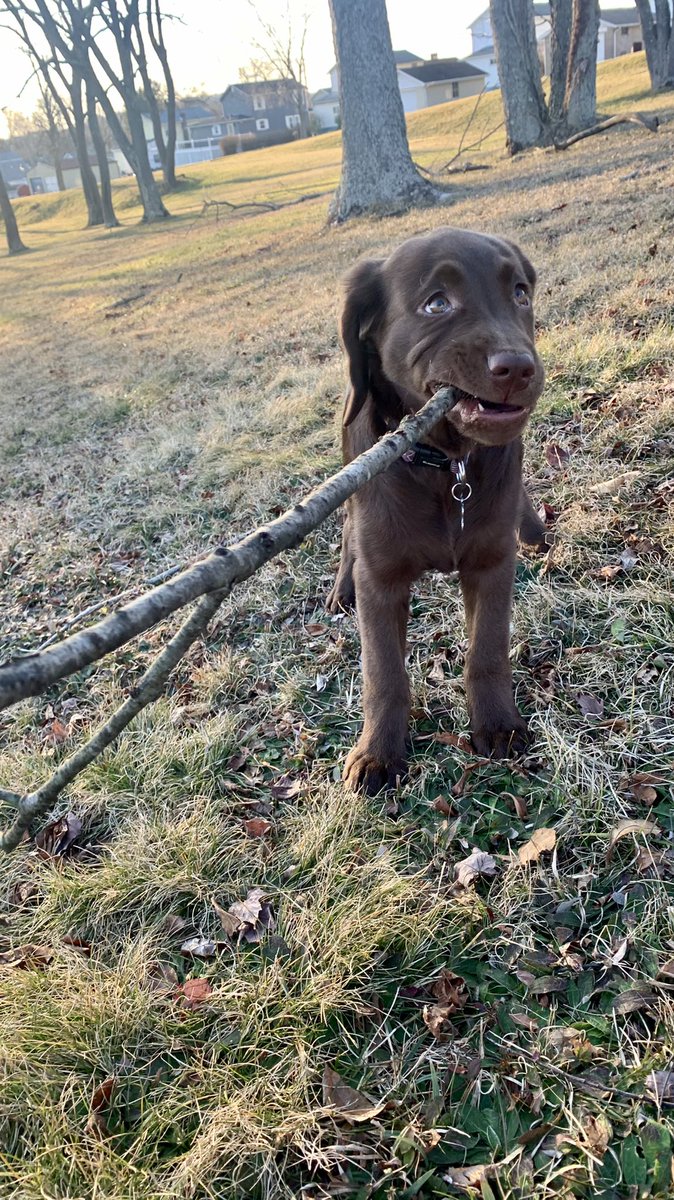 joshplocki's tweet photo. Puppy day https://t.co/MaqQUZIO8z