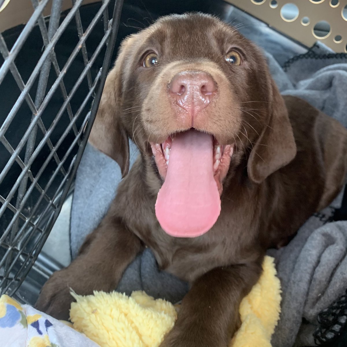 joshplocki's tweet photo. Puppy day https://t.co/MaqQUZIO8z
