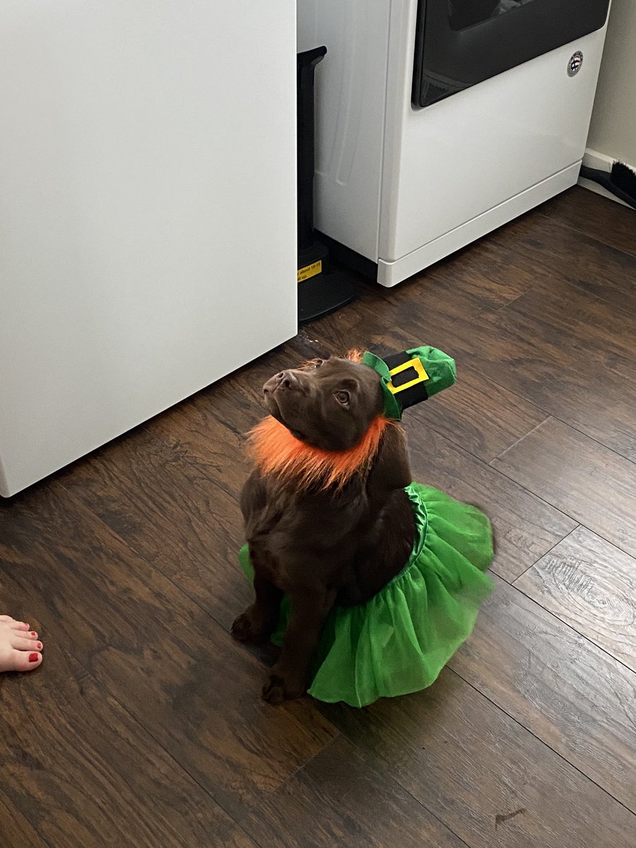 joshplocki's tweet photo. Puppy day https://t.co/MaqQUZIO8z