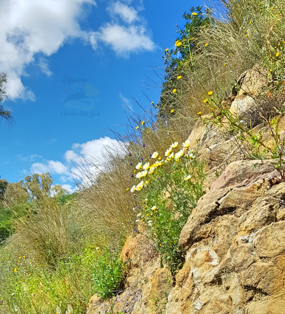 AloraValledeSol's tweet photo. #Álora
Rodeada de Naturaleza..natural
#ÁloraValledelSol #Naturaleza #nature #campo #paisaje #paisajes #verde #colores #Alegría #Encanto #Sol #color #FloresmuchasFlores #flores #flowers #flor #flower #pueblosbonitosdeEspaña #travel #viaje #turismo #pueblosconencanto #disfrutaÁlora https://t.co/NxYSOUxm5Y