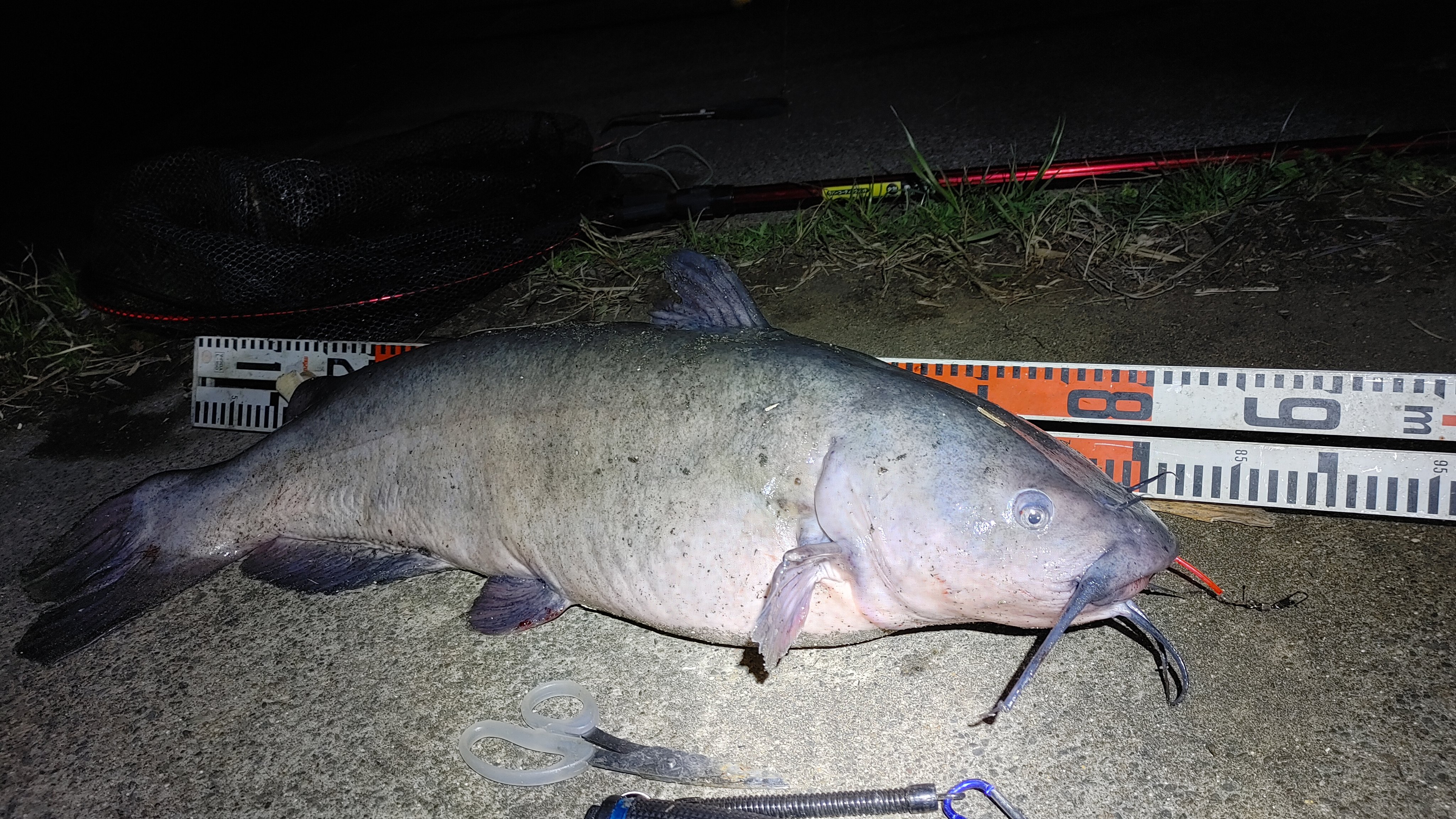 Nirvana Mktfishingstyle Twitter