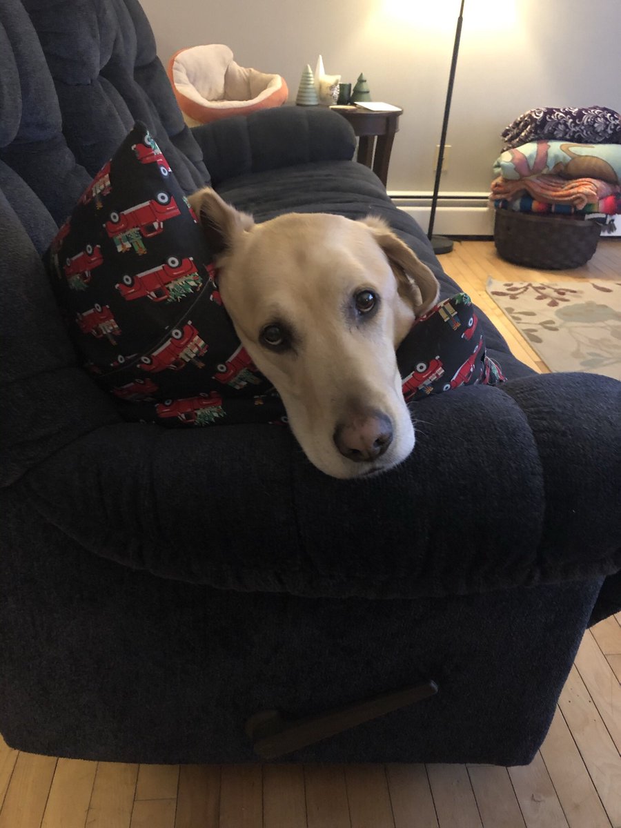 linguini106's tweet photo. @dog_rates https://t.co/lBY5NZasyK