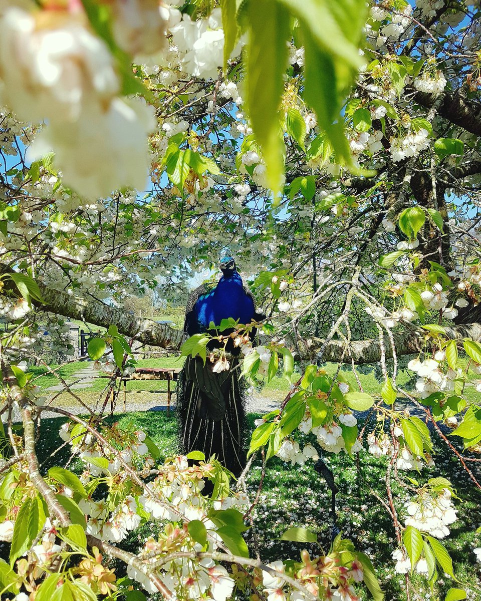 SmallholderIRL's tweet image. This is Pierre, he is the most magnificent creature on the Smallholding. I know that, because he tells me all the time. #SoVain 😄🦚