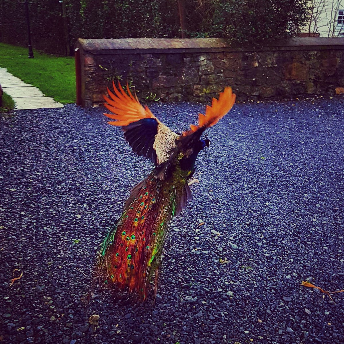 SmallholderIRL's tweet image. This is Pierre, he is the most magnificent creature on the Smallholding. I know that, because he tells me all the time. #SoVain 😄🦚
