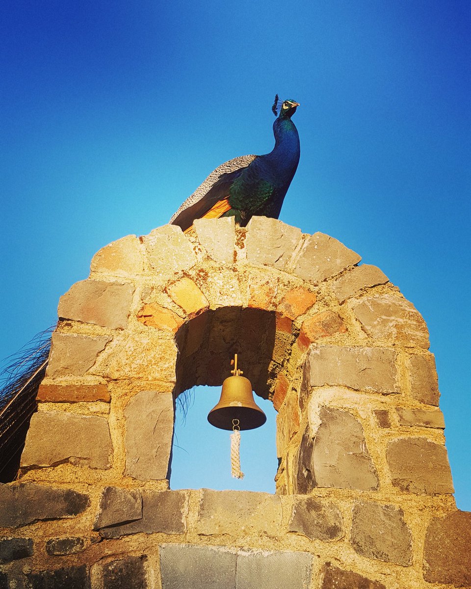 SmallholderIRL's tweet image. This is Pierre, he is the most magnificent creature on the Smallholding. I know that, because he tells me all the time. #SoVain 😄🦚