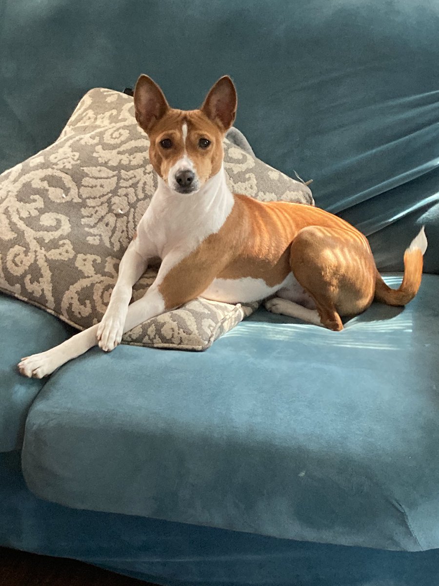 Here’s to the most precious boy in my life! Ever since you were a puppy, you’ve always been loyal and loving. Kairo, you are the sweetest joy that I have experienced in life thus far; you are my sweet little boy. I love you ❤️ Happy #NationalPuppyDay to all puppy parents!