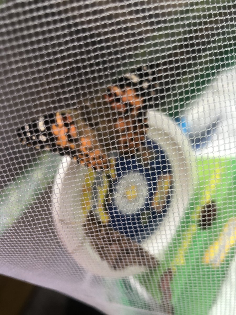 Toni94Ann's tweet photo. @FPS_1_SShells day 17.. Today we’ve had big changes in Joshua’s butterfly tent we now have 4 beautiful red lady butterfly’s 🦋 https://t.co/Kq11IB4uAz