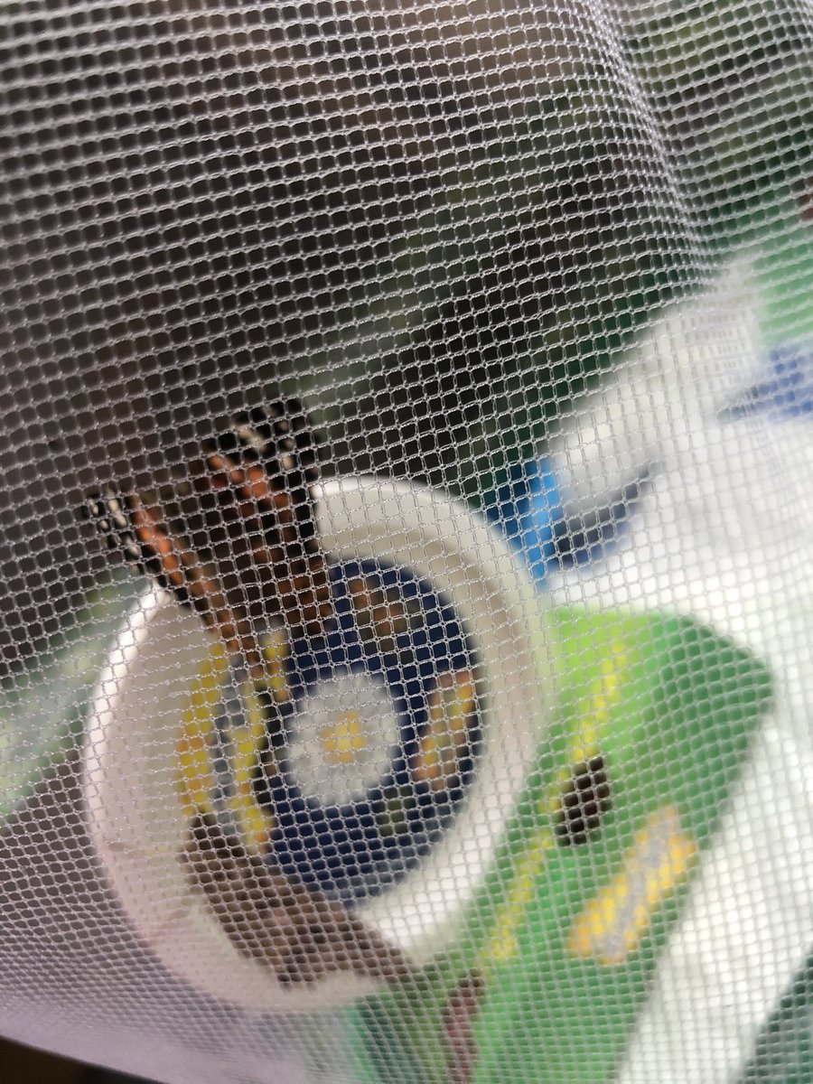 Toni94Ann's tweet photo. @FPS_1_SShells day 17.. Today we’ve had big changes in Joshua’s butterfly tent we now have 4 beautiful red lady butterfly’s 🦋 https://t.co/Kq11IB4uAz