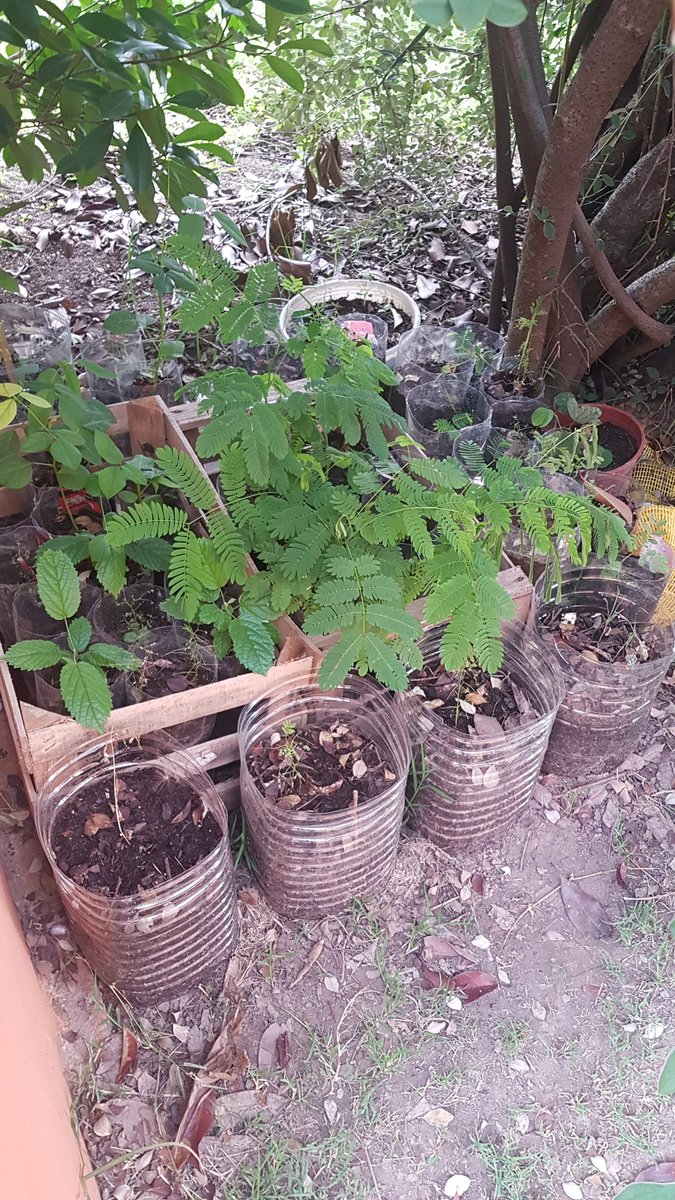 ferasegurado's tweet photo. Este #24deMarzo #PlantamosMemoria, las nativas listas para ir a tierra. #ceibo #aromito #algarrobo #timbo #lapacho #ceibillo #rosaderío #sendecampo https://t.co/FFPiPbGeN4