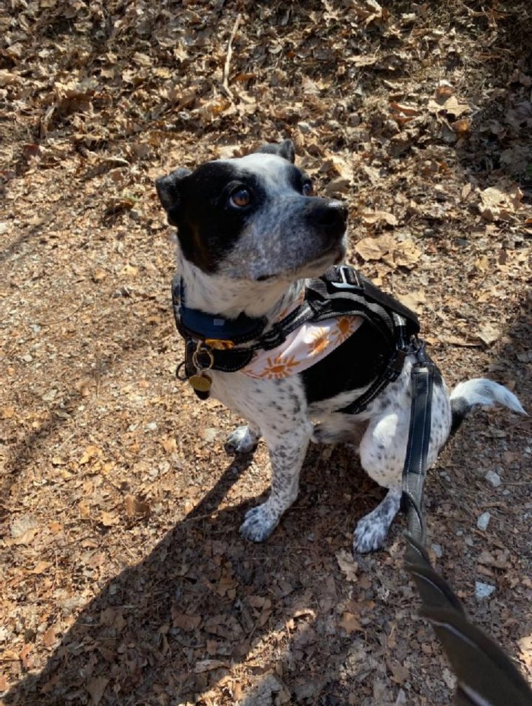 BushyRun1763's tweet photo. #BushyRun Battlefield park is a great place for #NationalPuppyDay https://t.co/1W2jYNNPaH