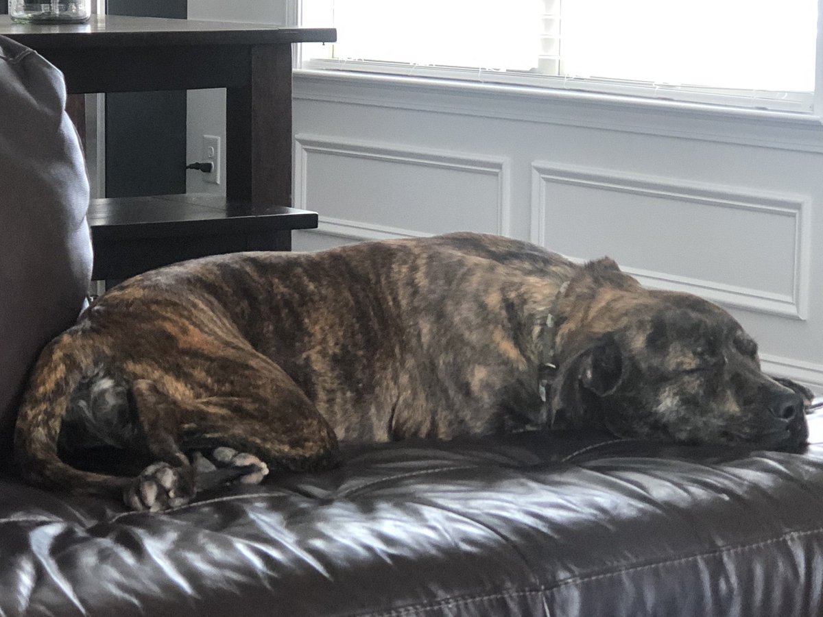 Ghumble19's tweet photo. @Browns Our new rescue pup, 11 month old Kosar.  He’s just happy to have a home and food, but also because he’s named after the GOAT @BernieKosarQB https://t.co/zAGyAO7C2w