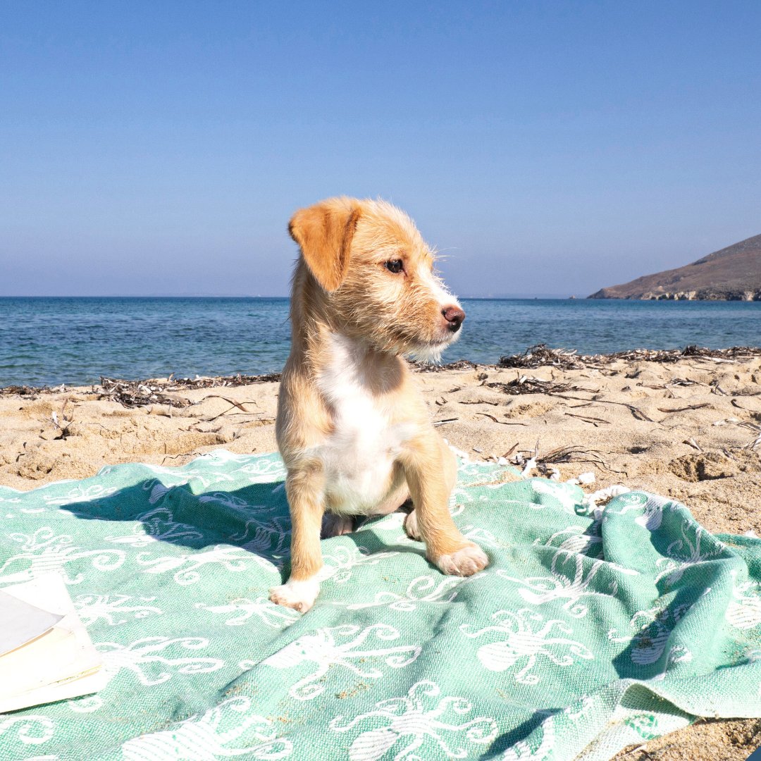 It's #NationalPuppyDay! Discover the best #dogfriendly #vacationrentals across #California. From the beaches of #SantaCruz to the mountains of #Tahoe, bring your best friend on your next holiday vacation. #BookDirect calistays.com/experience/dog…