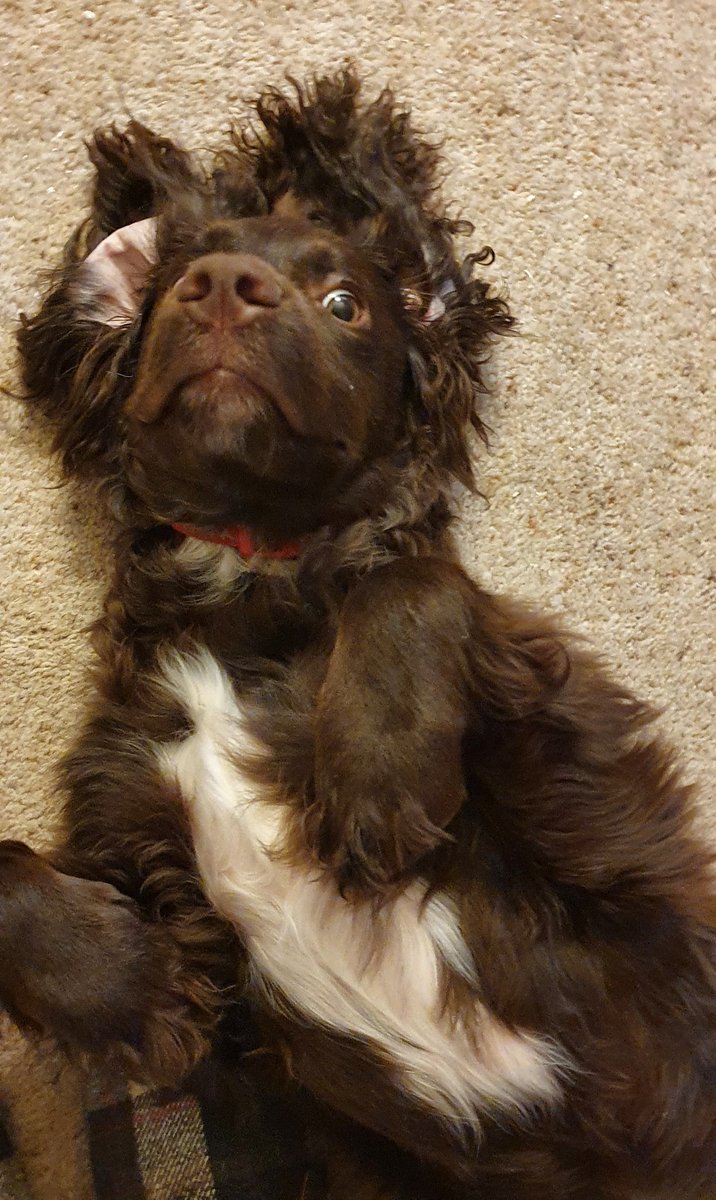 msparkled's tweet photo. I was sleeping! How dare you take my picture! #JarvisTheCockerSpaniel https://t.co/DnxEYH6kXU