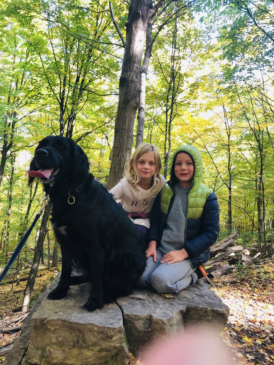 andiovenden's tweet photo. @dog_rates Poppy with her kids! https://t.co/jW5BDYaHAQ