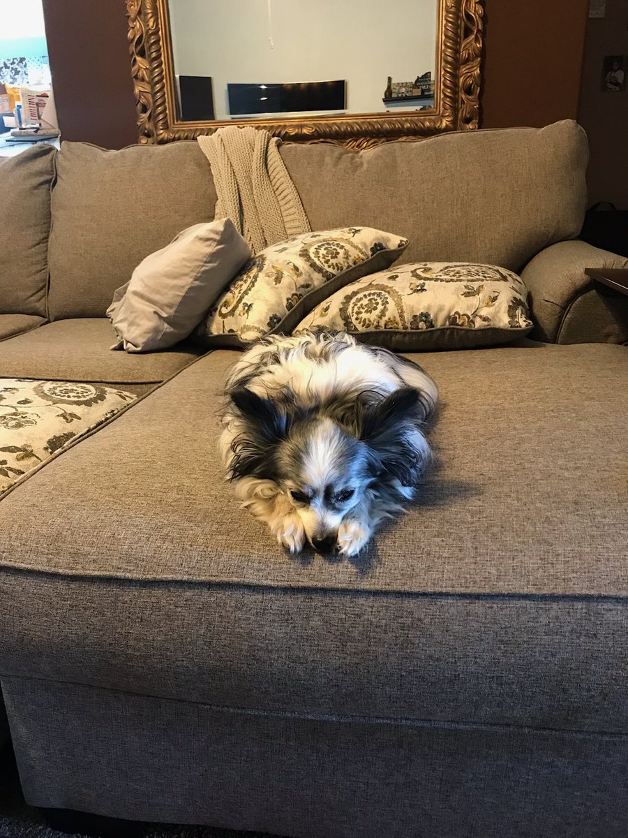 stringer0703's tweet image. This is what I get out of my wife’s #samebreed #Papillion