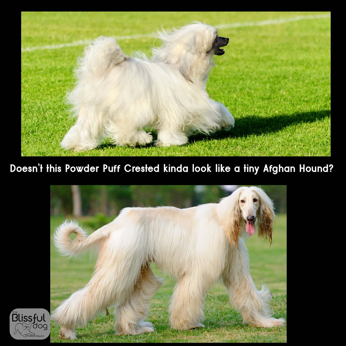 Do you see it? That Powderpuff Chinese Crested could be a Mini-Me of that Afghan! Y'all, I need a hobby! #theblissfuldog #chinesecrested #afghanhound #dogbliss  #chinesecresteddog #hairlessdog #chinesecrestedsofinstagram #chinesecrestedpowderpuff #afghan #afghanhound