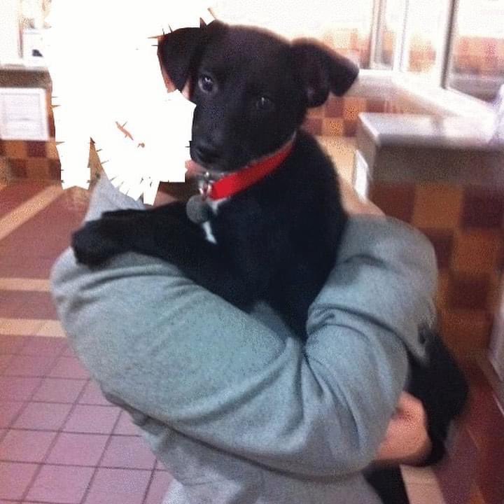 On National Puppy Day, a look back to the literal first moments of dog ownership, as he was christened Bentley (soon shortened to Ben/Benny), and brought home from North Shore Animal League. Fond memories! #NationalPuppyDay #NationalPuppyDay2021 #dogsoftwitter @AnimalLeague