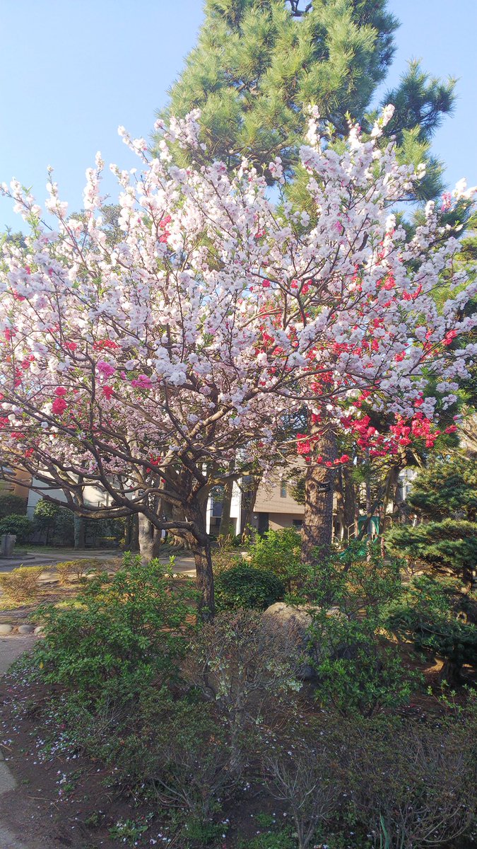 fez_gromy's tweet photo. 近所の公園🎄⛲️
おはよーございます！🥳 https://t.co/HbE3NjWYXb