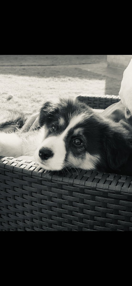Lexi41423012's tweet photo. Master and mistress saying something about #NationalPuppyDay  Don’t they know that’s every day now I’m around?! https://t.co/Acf0jbpkUq