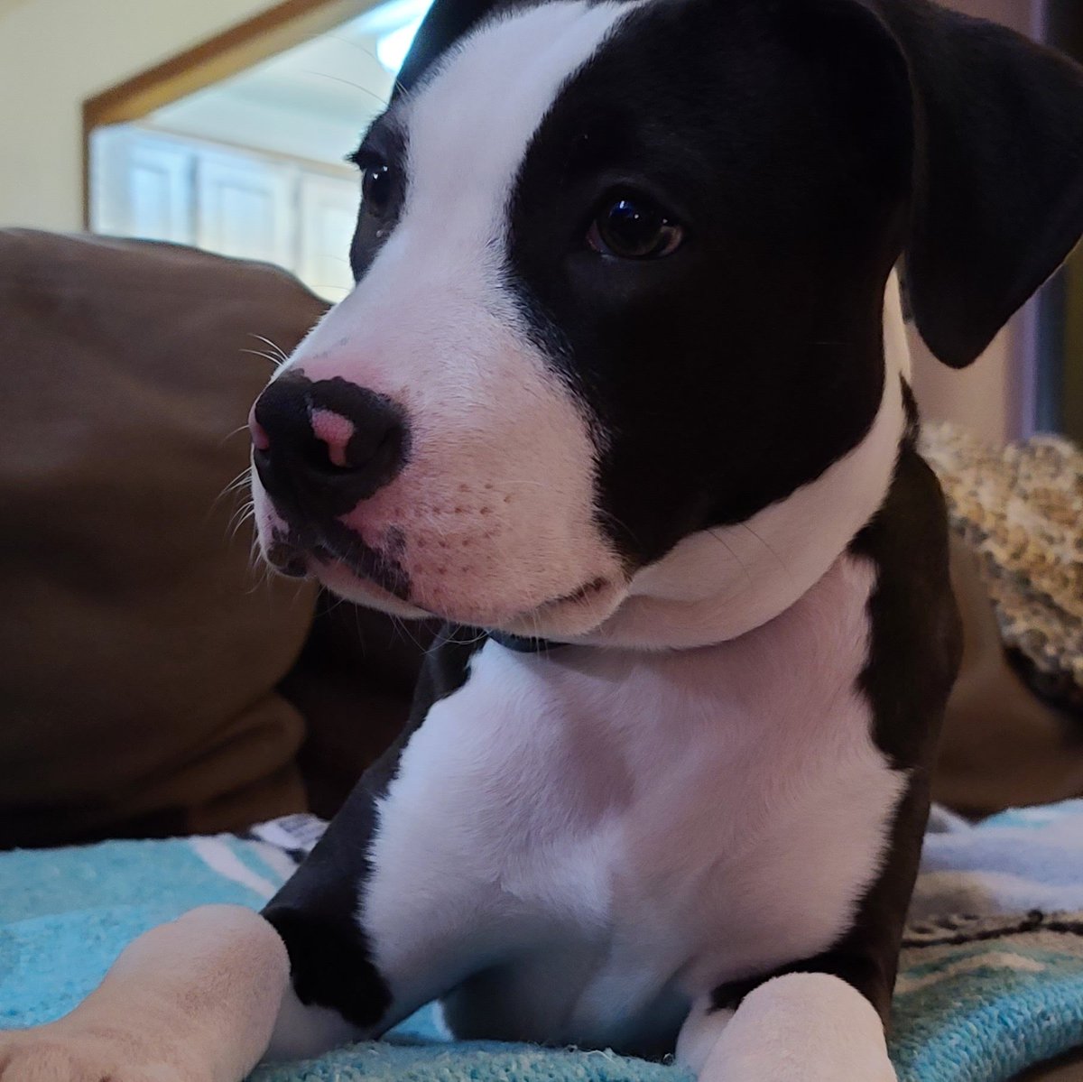 pawnbroken's tweet photo. Taco the dog. https://t.co/qyXZiQhRDs