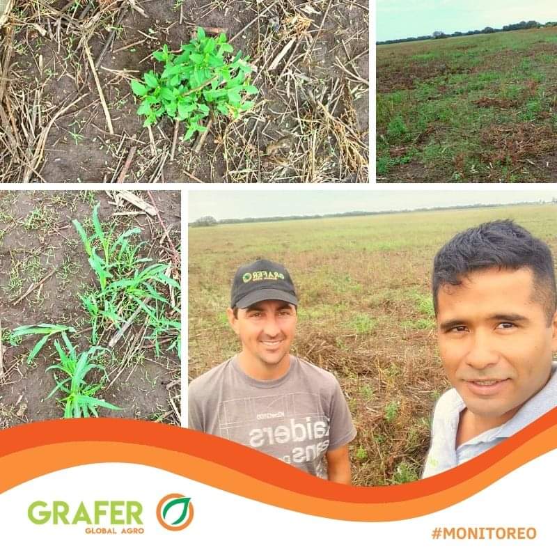 grafer_srl's tweet photo. #Monitoreo 🔎📍Monigotes, Santa Fe. Lotes a #Trigo 🌾cn
👉🏼Sorgo de alepo
👉🏼Malezas hoja ancha
Recomendamos
🔰𝗧𝗥𝗔𝗦𝗣𝗘𝗖𝗧®
🔰𝗩𝗢𝗟𝗘𝗥𝗜𝗦 𝗧𝗠
🔰𝗦𝗨𝗟𝗙𝗢𝗦𝗔𝗧𝗢 𝗧𝗢𝗨𝗖𝗛𝗗𝗢𝗪𝗡
Gracias Nicolás Buratto por confiar en #Grafer @Syngenta_ar #NoMalezas https://t.co/SMUcl6YuvL