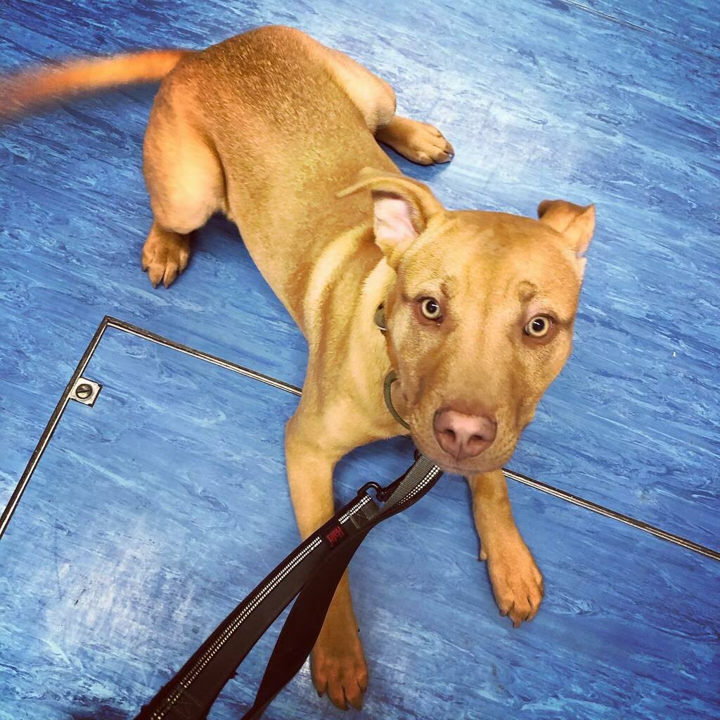Castle_Vets's tweet photo. Hi! I’m Sonny and I’m ready to play!! #puppiesofinstagram #instapup #readingberks #rdguk #rg1 #vets #vetvisit #castlevetsreading https://t.co/7W3IdMnl37 https://t.co/TLQAj2Dj4g
