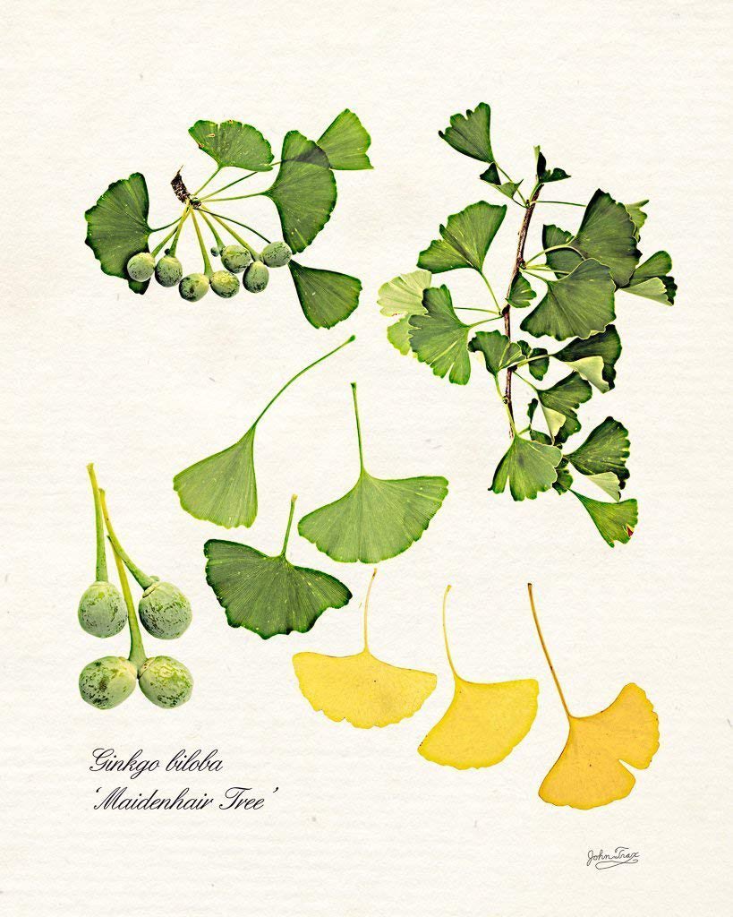 javierolisan's tweet photo. El Ginkgo biloba mejora el rendimiento cognitivo y junto al aceite esencial de Salvia española, mejora el rendimiento mental y ayuda a mantener la concentración, la atención y la memoria. https://t.co/elKcnRJ3pq