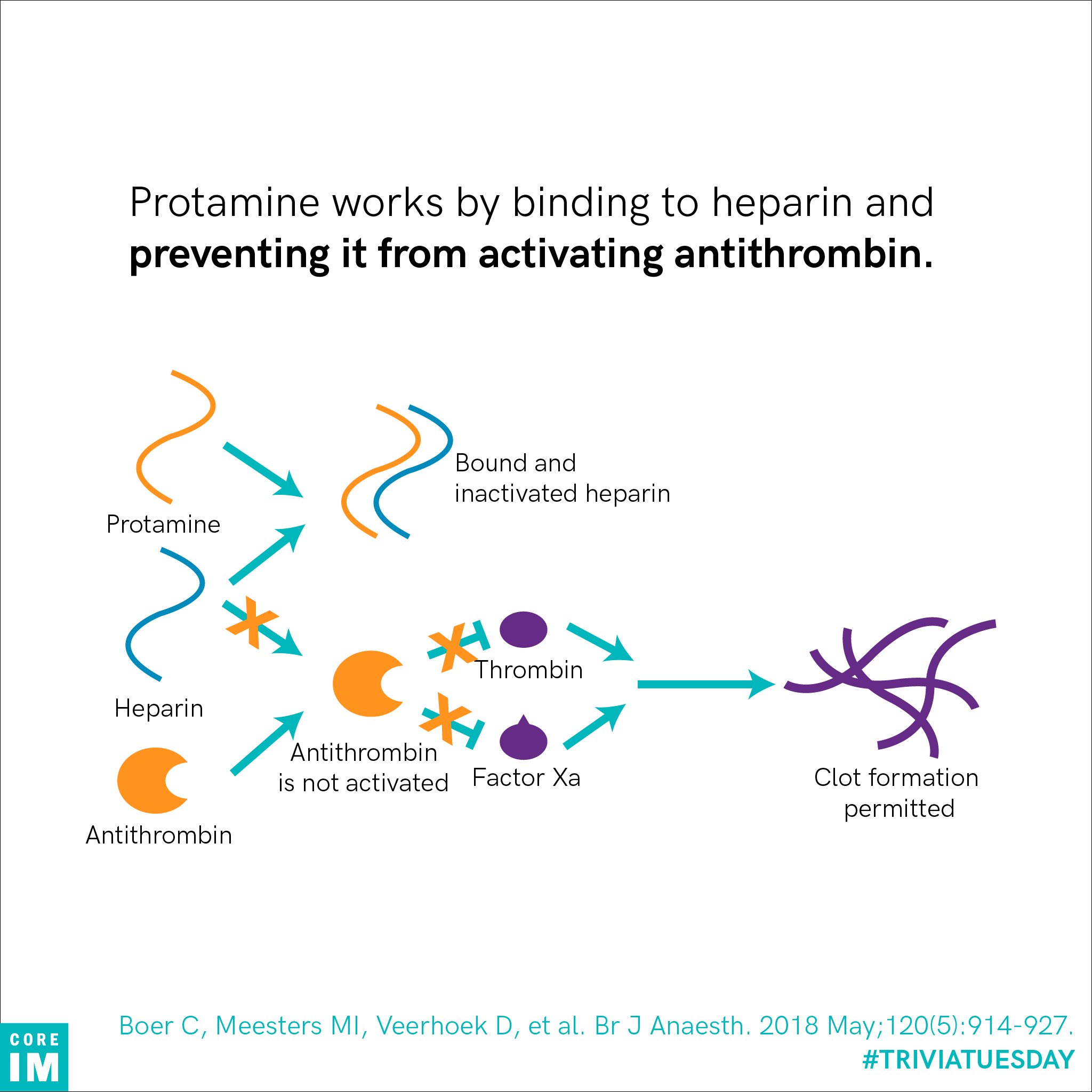 CORE IM on X: &ldquo;3/ Protamine is a heparin reversal agent often used 