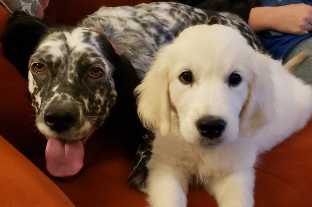 National Puppy Day Entry from Maggie and Skye!