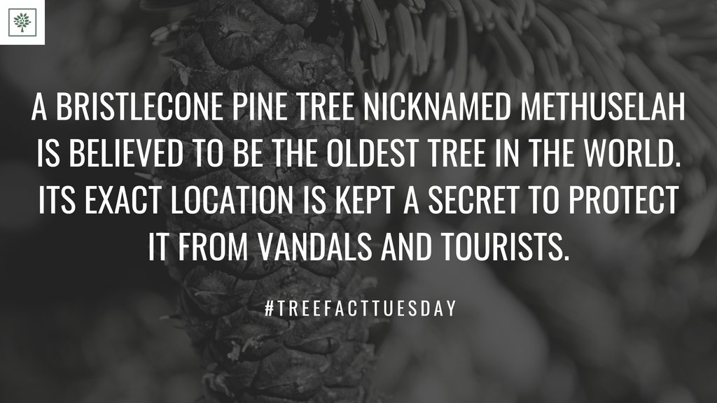 TreesForBooks's tweet image. #treesforbooks #treefacttuesday