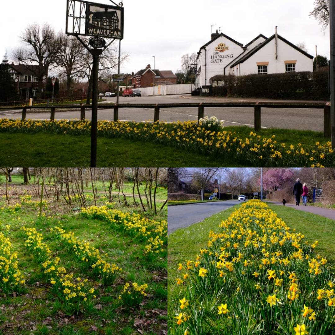We hope you are enjoying the flowers in the village this year. We hope to raise funds to plant more on wallescote hill this year.
#spring2021 #weaverhaminbloom