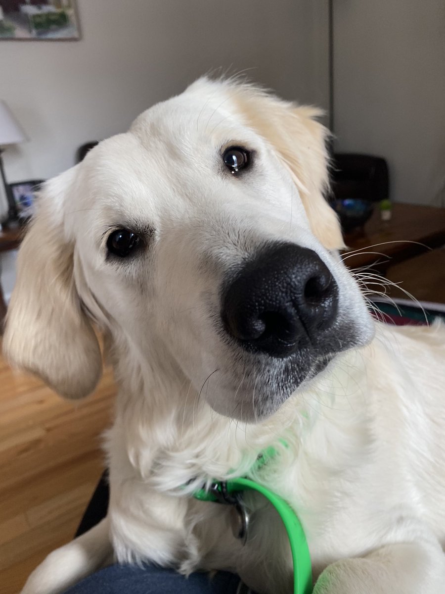 The love of my life #NationalPuppyDay