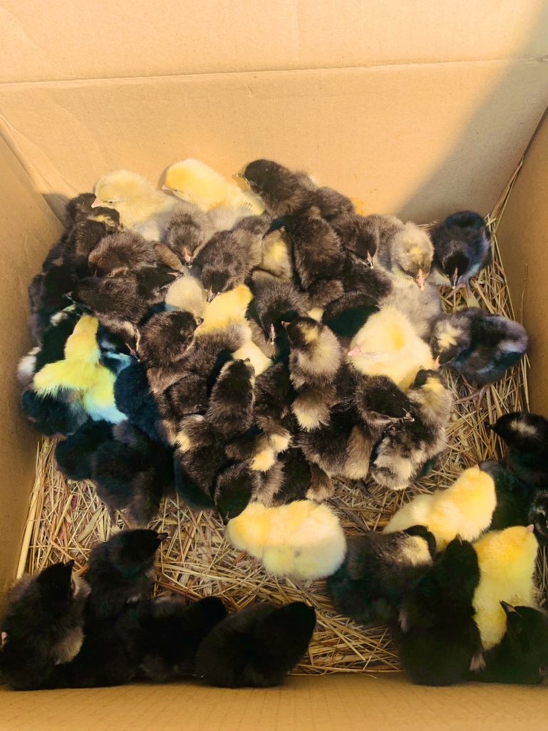 terrymap1's tweet image. Good morning Fam. I really want to get this whatsapp shop link to my Customers, it makes it easy for you to place your orders direct to the marketing team and for you to view the pictures of the birds on the product gallery. shop.wati.io/baa10a51-1365-…. Kindly Retweet 🙏🏿🙏🏿 🙏🏿