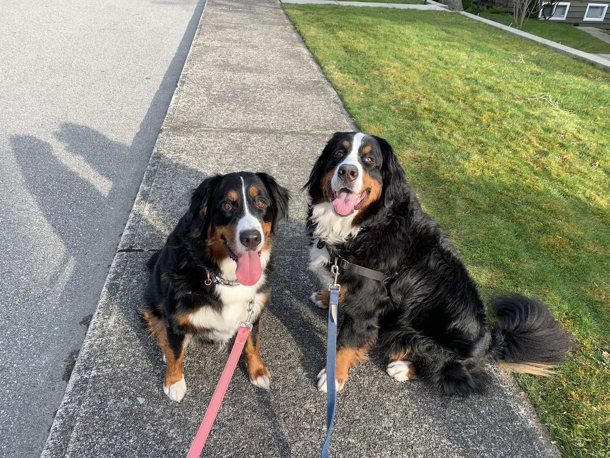 niki_kovacs0630's tweet photo. @ChiefPalmer @VPDCanine @VancouverPD Berners are the best!! My two babies #SimbaandNala 💞 https://t.co/RgcsPoBIuW