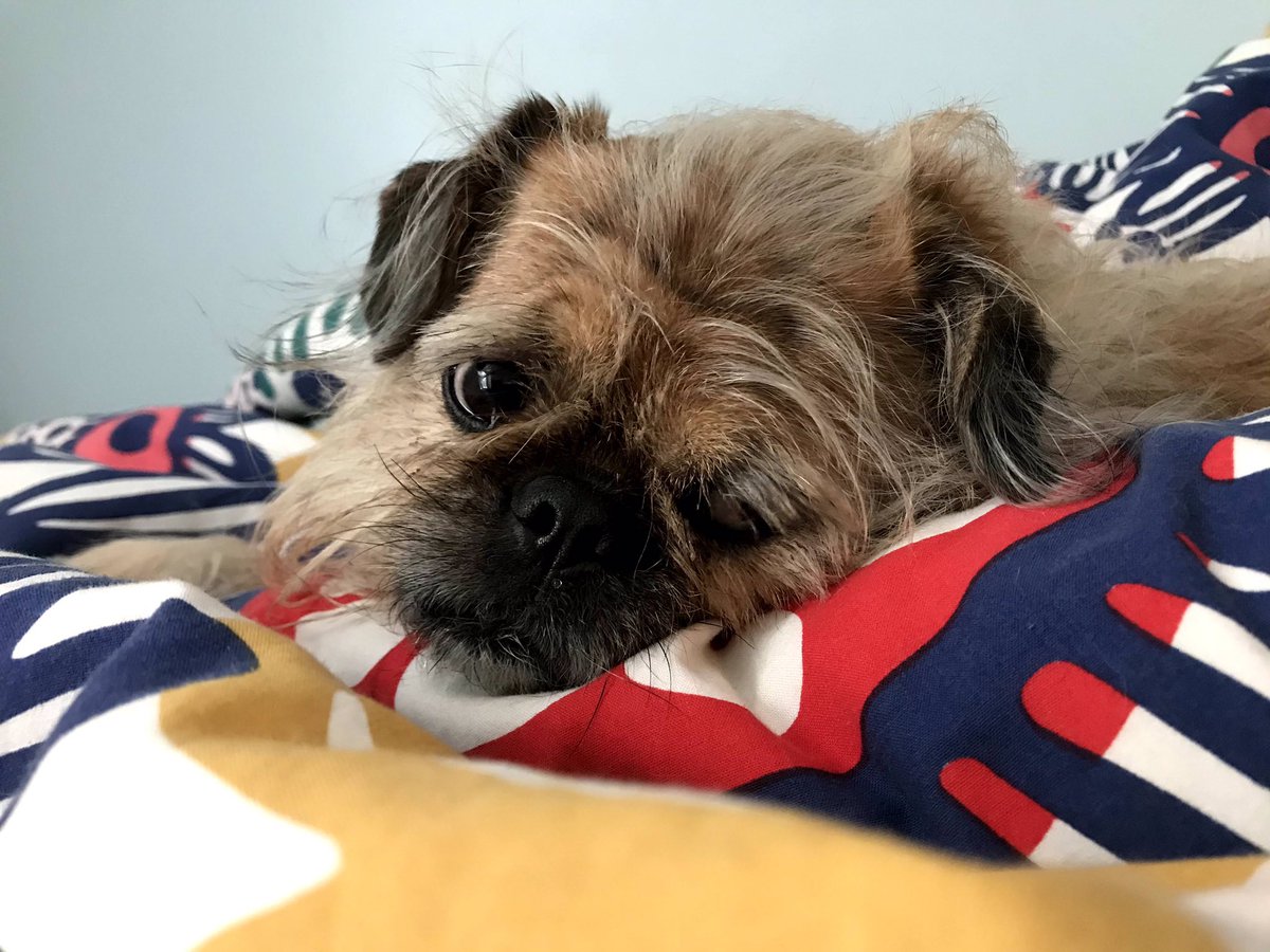 _sensitivefern_'s tweet photo. Chickpea wants you to donate to your local abortion fund!

https://t.co/WR5jQ80tKQ

#ProChoicePup #FThon21 #BAFOneCall #BaltimoreAF @BaltimoreFund @NARAL https://t.co/weyfqgGo2g
