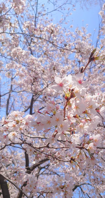 近所全然桜咲いてないとか言ってたけど気付いてなかっただけで明るい時間に出歩いたら満開でした? 
