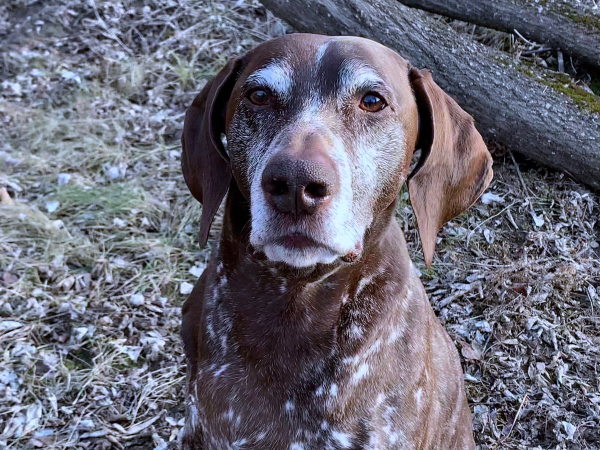 Jethro and Oliver!!  #NationalPuppyDay2021 #gsp