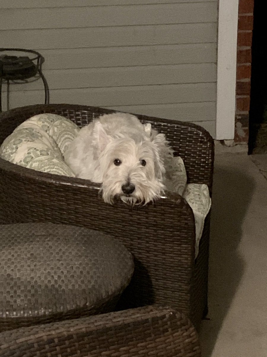 secarm's tweet image. My contribution to National Puppy Day 🥰🐶🐾