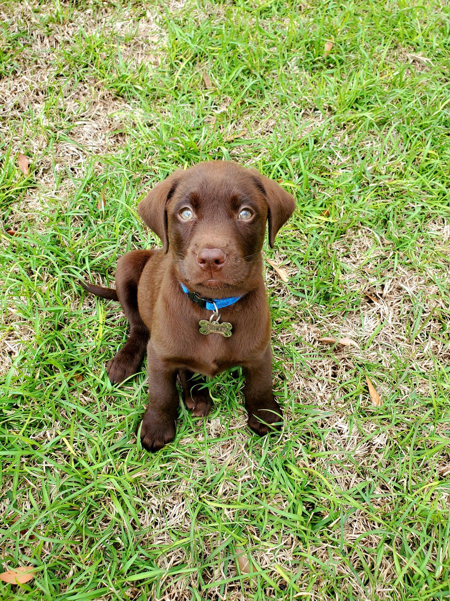 TYoung1523's tweet photo. @dog_rates 🤗🤗 https://t.co/ufVXGXuG9e