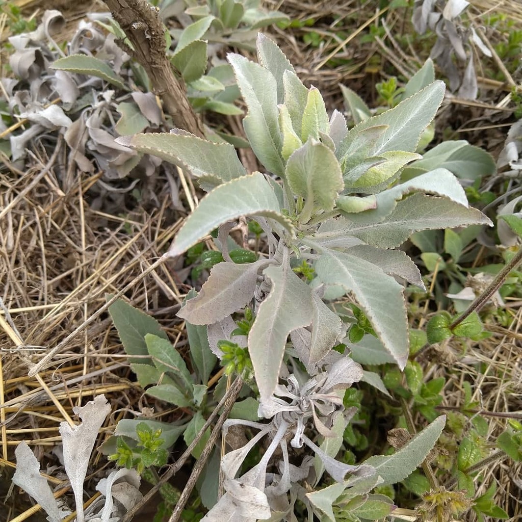 ホワイトセージ栽培中 Herb White Sage Twitter ホワイトセージ栽培中 Herb White Sage Twitter