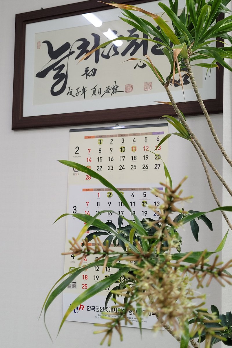 2021.3.24(수) 출근길 벚꽃 넘좋아요 사무실에는 
지난해에 이어 올해도 자바꽃이 피어 출근하면 꽃 향기가 반겨주네요!
올해도 화이팅~~