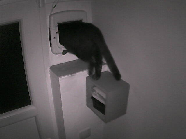 PepitoTheCat's tweet photo. Pépito is out (05:27:57) https://t.co/hjxOfHRyAr