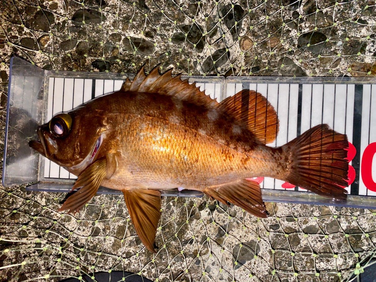 tulalajp's tweet photo. スタッフ春田氏より！
綺麗な魚体のナイスサイズなメバル。
グルーヴィ80sにて。

#tulalajp
#flightex
#groovy80s
#グルーヴィ80s
#メバル
#メバリング
#ライトゲーム https://t.co/M6YvEKRs7A