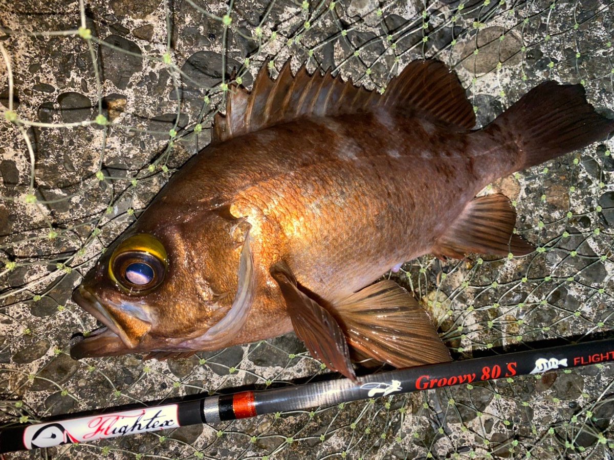 tulalajp's tweet photo. スタッフ春田氏より！
綺麗な魚体のナイスサイズなメバル。
グルーヴィ80sにて。

#tulalajp
#flightex
#groovy80s
#グルーヴィ80s
#メバル
#メバリング
#ライトゲーム https://t.co/M6YvEKRs7A