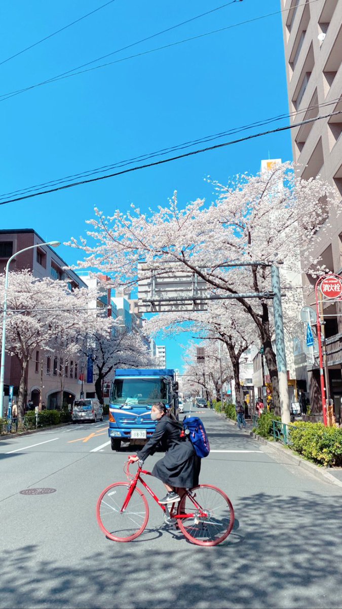 Япония. Будний день. Толпы людей сидят в парке. Работа - не слышали! Сакура же