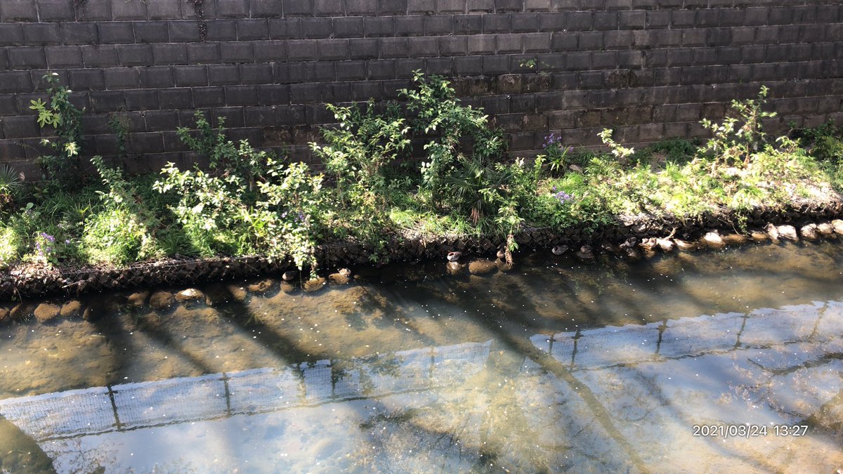 osieteTin's tweet photo. this  is 鳥
#鳥2021 #桜2021 #開花　#桜　#佐久間　#ローソンのエルチキ食べたい #ガレリア #นับสิบจะจูบ #Apex募集 #風
#NOWlistening https://t.co/LzmmnhvFej