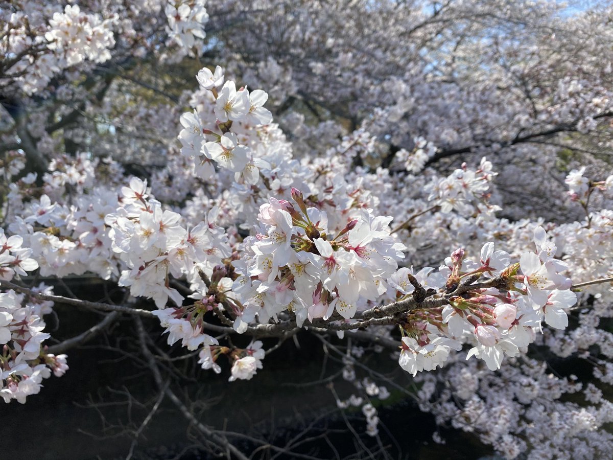 landioon's tweet photo. 今日は桜見れていい気分です🌸 https://t.co/BWmbWryiOu